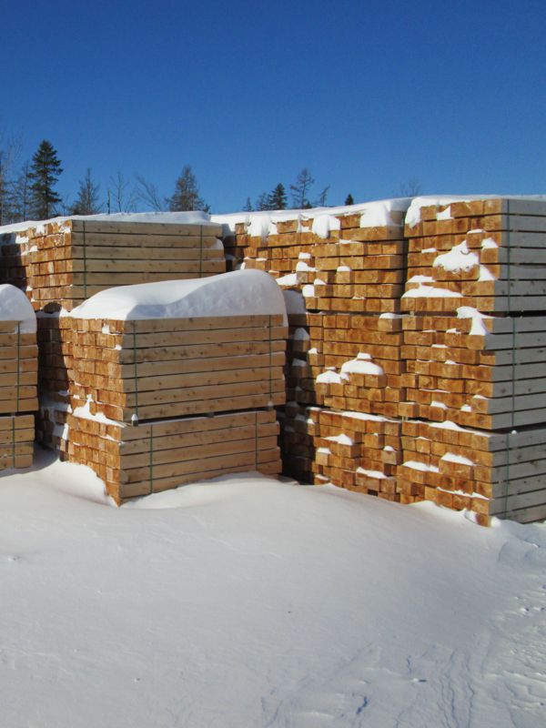 Eastern White Cedar